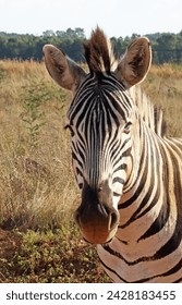 ZEBRA HEAD AND FACE IN SUNLIGHT