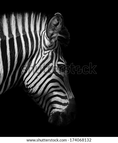 Zebra head from the side in black and white
