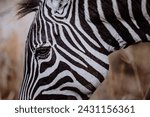 Zebra headshot, kenia, rare, stripes