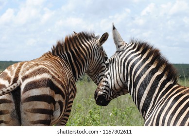 Zebra Heard In The Maasai Mara