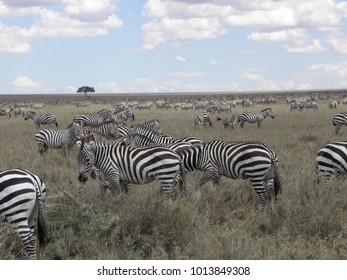 Zebra Heard In The Serengeti 2012