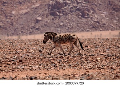 Zebra And Heat Shimmer, Namib Desert, Namibia, Africa