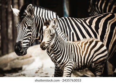 Zebra and her foal playfully interacting and touching noses and the foal is trying to imitate its mother. - Powered by Shutterstock
