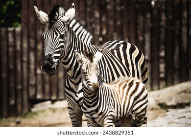 Zebra and her foal playfully interacting and touching noses and the foal is trying to imitate its mother. - Powered by Shutterstock
