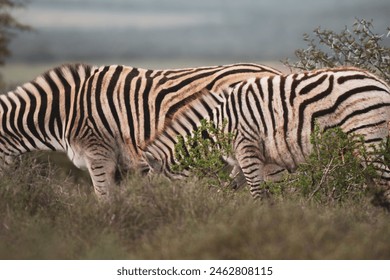 zebra herd grazing on the flora  - Powered by Shutterstock