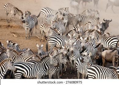 Zebra Herd In Kenya, Masai Mara