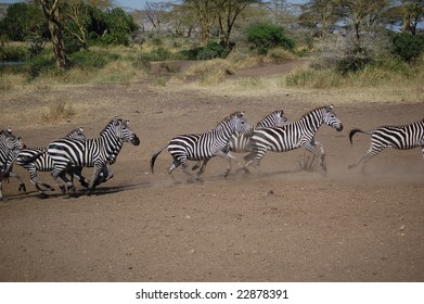 Zebra Herd Running