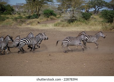 Zebra Herd Running