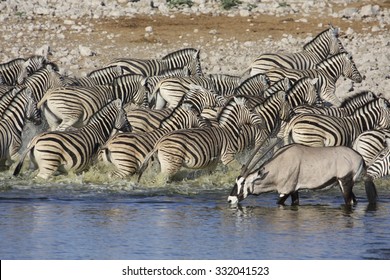 Zebra Herd Running