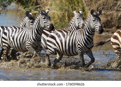 Zebra Herd Running Through Muddy Water Splashing On A Sunny Day In Serengeti National Park Tanzania