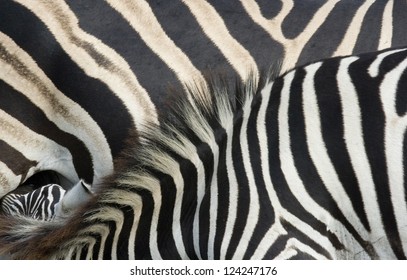 Zebra Hide Close-up