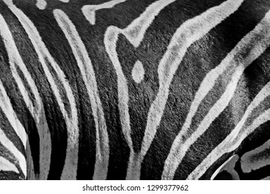 Zebra Hide Texture Black And White