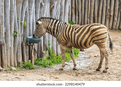 Zebra - Hippotigris stands by a wooden fence and drinks water