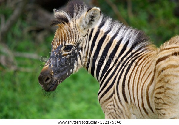 zebra 2 80s