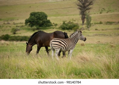 Zebra and Horse in green fields