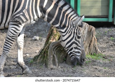Zebra
Horse subgenus
Subgenus of the horse genus
