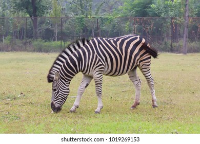 A zebra image