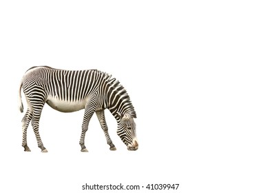 Zebra Isolated Stock Photo 41039947 | Shutterstock