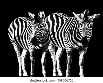 Zebra Isolated On Black Background Stock Photo (Edit Now) 759366718