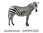 Zebra isolated on white background.