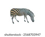 Zebra isolated on white background. 
Latin name: Hippotigris. side view. Even-toed ungulate carved for design