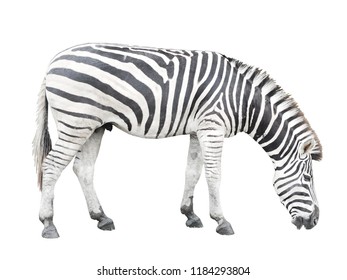 17,354 Zebra isolated Stock Photos, Images & Photography | Shutterstock