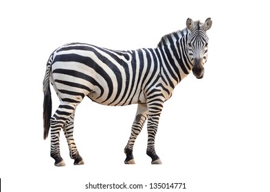 зебра, изолированная на белом фоне