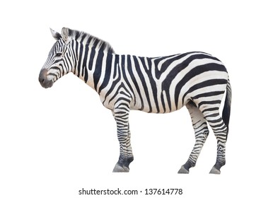 Zebra Isolated On White Background
