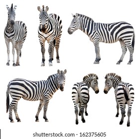 Zebra Isolated On White Background