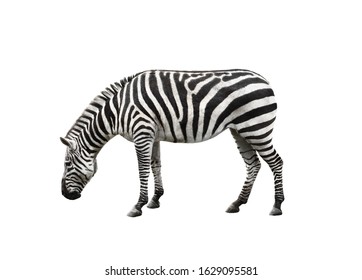 Elephant Zebra Skin Studio Concept Being Stock Illustration 1459474760