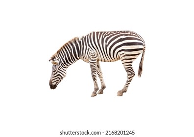 4,957 Walk Path Zebra Images, Stock Photos & Vectors 