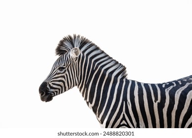 zebra isolated on white background. real live photo. National park. Black and white striped Zebra. Burchells zebra. Wildlife animal photo - Powered by Shutterstock