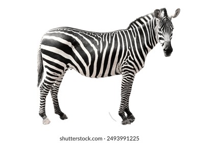 Zebra isolated on white background.