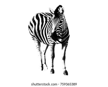 black and white animal drawings