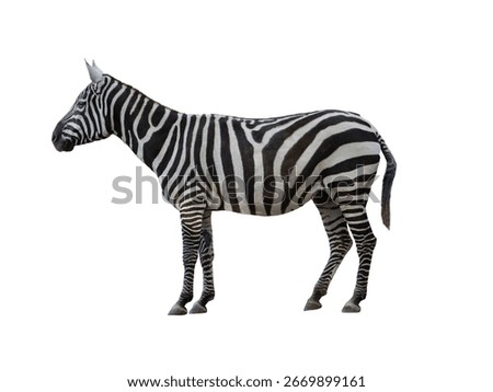 zebra isolated on white background