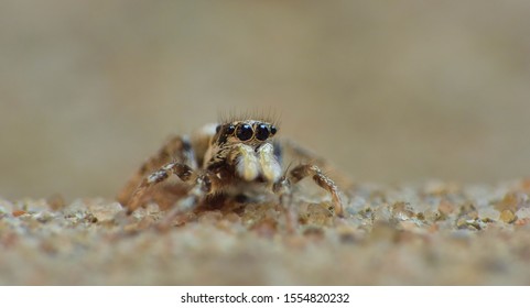 Zebra Spider Images, Stock Photos & Vectors | Shutterstock