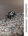 Zebra jumping spider (Salticus scenicus) sitting on a log in a British heathland, Dorset