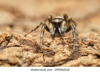 419 Zebra Jumping Spider Images, Stock Photos & Vectors | Shutterstock