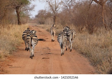 Zebra, Kapama Private Game Reserve, South Africa