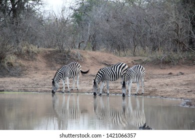 Zebra, Kapama Private Game Reserve, South Africa