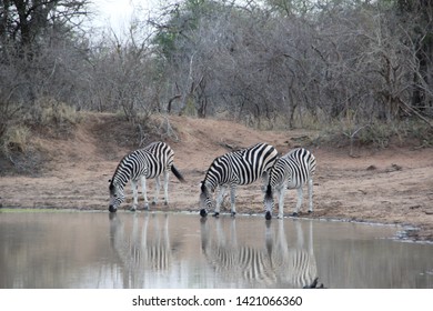 Zebra, Kapama Private Game Reserve, South Africa