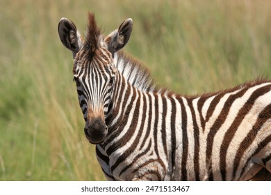 zebra Kgalagadi Transfrontier Park one of the great parks of South Africa wildlife and hospitality in the Kalahari desert africa - Powered by Shutterstock