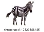 Zebra: Known for their black-and-white striped coats, zebras are social herd animals native to Africa.