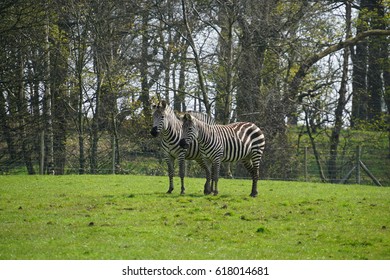 Zebra At Knowsley Safari Park