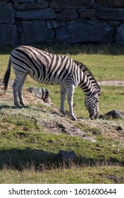 A Zebra In Kristiansand Dyrepark