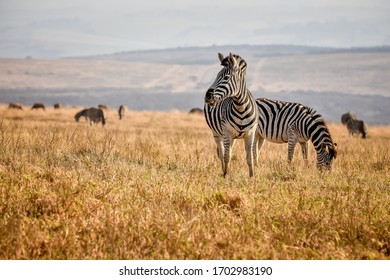 Zebra Landscape In South Africa