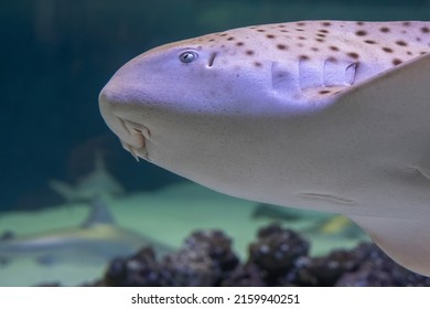 Zebra Leopard Juvenile Shark Eye Close Up Detail Contact