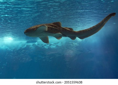 Zebra Leopard Shark Underwater Close Up Portrait Swimming