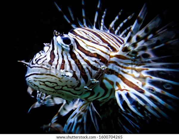 zebra lion
fish (Pterois) is a genus of venomous marine fish, commonly known
as lionfish, native to the
Indo-Pacific.