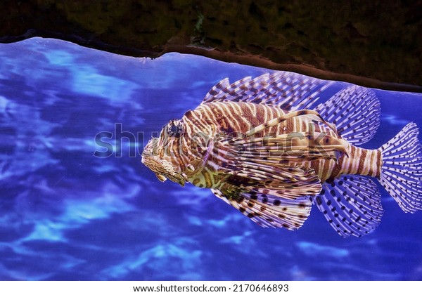 Zebra lionfish\
or zebra fish or striped lionfish lat. Pterois volitans is a\
species of ray-finned fish of the scorpion family in an aquarium on\
a blue background. High quality\
photo